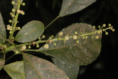 Cleidion javanicum